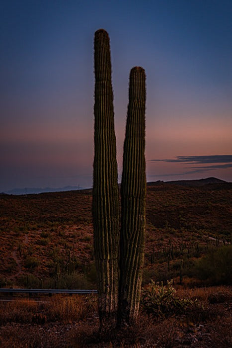 Cactus Pair