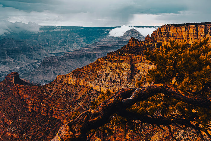 Canyon Tree